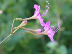 Commicarpus pentandrus