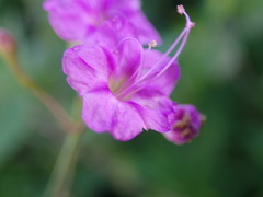 Commicarpus pentandrus