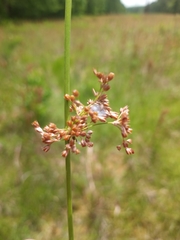 Juncus pylaei