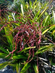 Vriesea procera