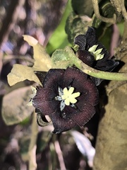 Lardizabala biternata