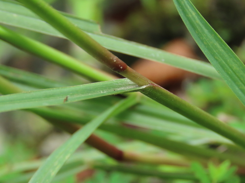 Image of Paspalum orbiculare by (c) chiuluan, some rights reserved (CC BY)