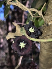 Lardizabala biternata