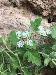 Phacelia rupestris