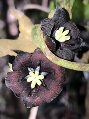 Lardizabala biternata