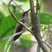 Great-billed Hermit - Photo (c) Carmelo López Abad, some rights reserved (CC BY-NC)
