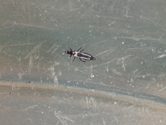 Aeolothrips kuwanaii