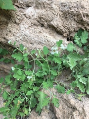Phacelia rupestris
