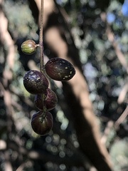 Lardizabala biternata