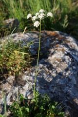 Lomatocarum alpinum