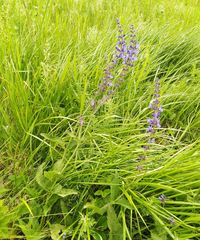 Salvia dumetorum