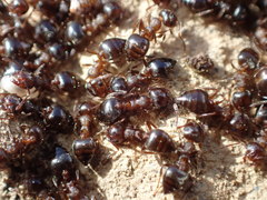 Crematogaster californica