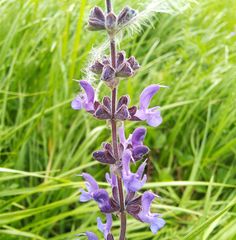 Salvia dumetorum