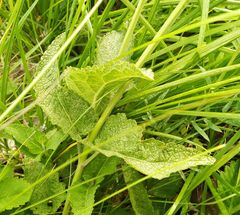 Salvia dumetorum