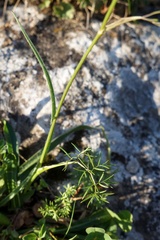 Lomatocarum alpinum