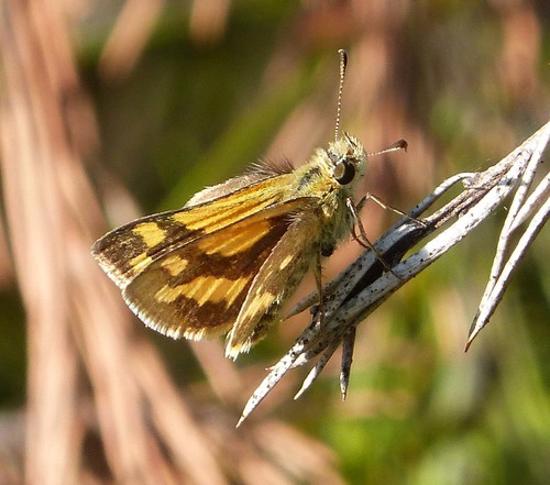 narrow-brand grass-dart