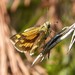 Narrow-brand Grass-Dart - Photo (c) gailhampshire, some rights reserved (CC BY)