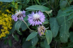 Psephellus holophyllus