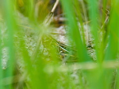 Arcyptera microptera