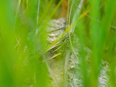 Arcyptera microptera