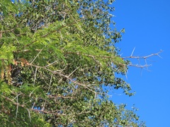 Vachellia grandicornuta