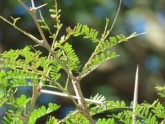 Vachellia grandicornuta