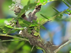 Vachellia grandicornuta