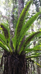 Thamnopteris