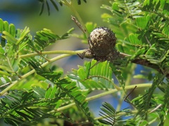 Vachellia grandicornuta