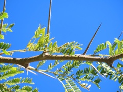 Vachellia grandicornuta