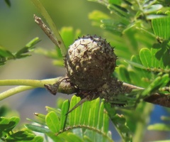 Vachellia grandicornuta