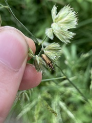 Plateumaris discolor