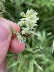 Plateumaris discolor