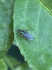 Poecilobothrus nobilitatus