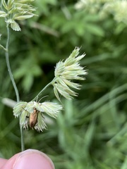 Plateumaris discolor