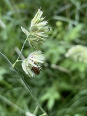Plateumaris discolor