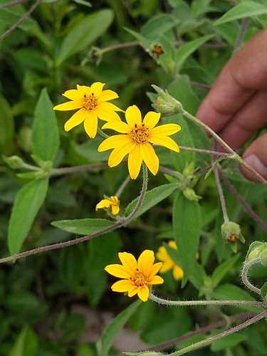 Wedelia acapulcensis