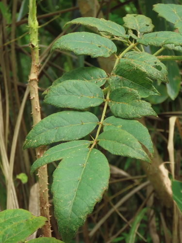 Aralia decaisneana (Aralia decaisneana)