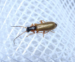 Rhagonycha testacea
