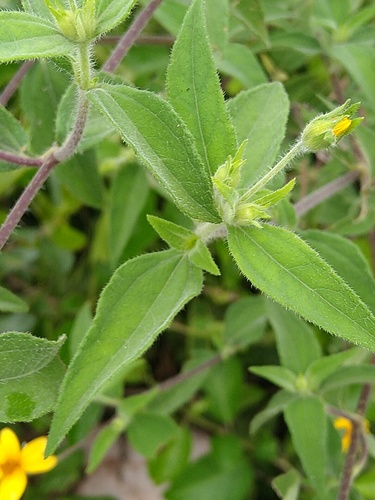 Wedelia acapulcensis