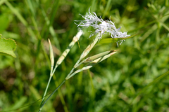 Dianthus superbus stenocalyx