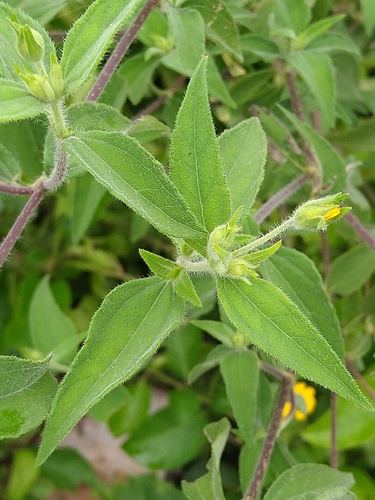 Wedelia acapulcensis