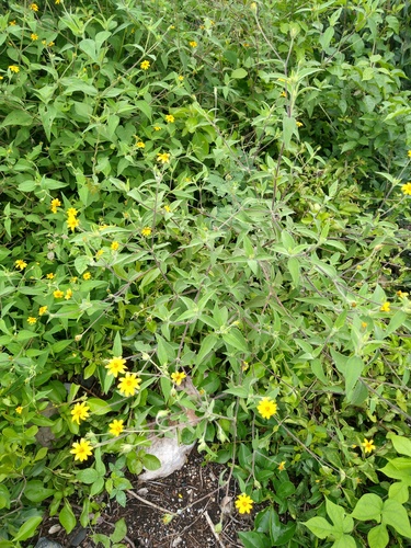 Wedelia acapulcensis