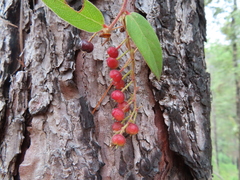 Vaccinium lundellianum