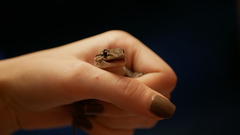 Tarentola mauritanica