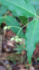 Psychotria andevorantensis image