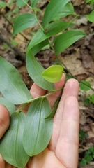 Uvularia puberula