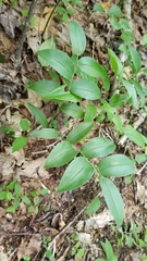 Uvularia puberula