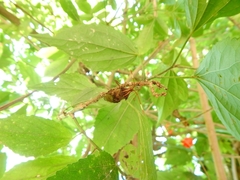 Melucha phyllocnemis