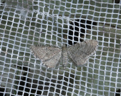 Eupithecia plumbeolata